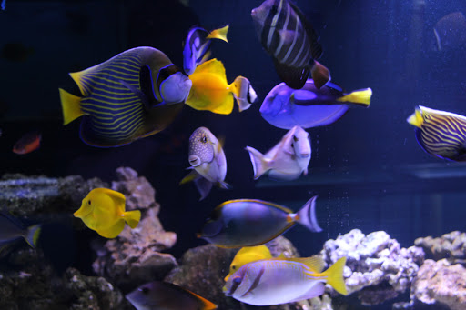 Tropical Fish Store «Ocean Gallery», reviews and photos, 980 US-22, North Plainfield, NJ 07060, USA