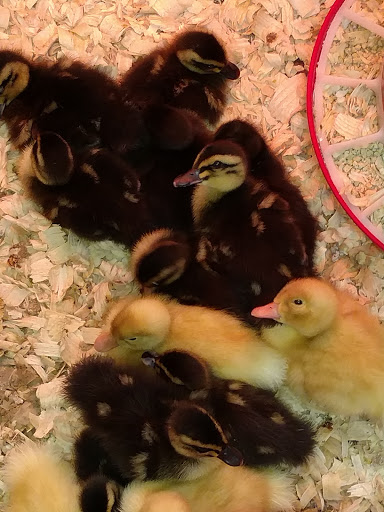 Home Improvement Store «Tractor Supply Co.», reviews and photos, 911 Center Point Rd, Hendersonville, TN 37075, USA