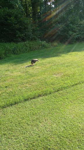 Golf Course «Greendale Golf Course», reviews and photos, 6700 Telegraph Rd, Alexandria, VA 22310, USA