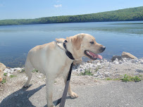 Pets a Go Go LLC - Photo 5 - Car repair in Briarcliff Manor, NY, Stamford