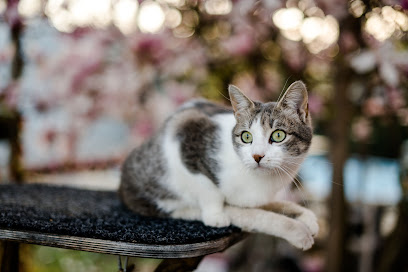 Katzenhoffnung Steiermark - das Paradies für Handicats (behinderte Katzen)