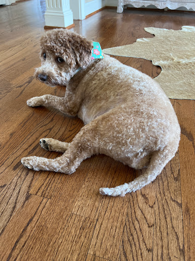 Pet Supply Store «Petco Animal Supplies», reviews and photos, 6181 Old Dobbin Ln #800, Columbia, MD 21045, USA