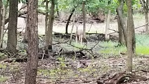Forest Glen Park - photo 24
