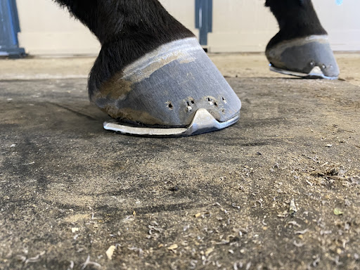 Equine Athlete Hoof Care