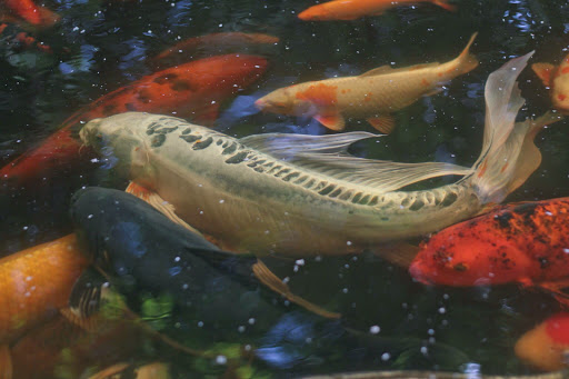 Gift Shop «Pondering Creations Farm», reviews and photos, 101 Allen St, Terryville, CT 06786, USA