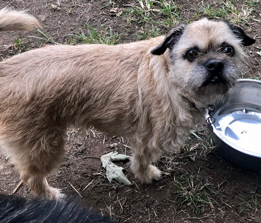 Pet Boarding Service «Howliday Inn Suites & Treats Pet Resort», reviews and photos, 1 Davis Ct, Hurricane, WV 25526, USA