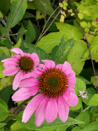 Nature Preserve «McDonald Woods Forest Preserve», reviews and photos, 19611 W Grass Lake Rd, Lake Villa, IL 60046, USA