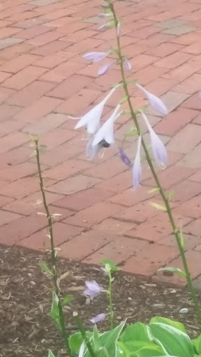 Art Museum «Whistler House Museum Of Art», reviews and photos, 243 Worthen St, Lowell, MA 01852, USA