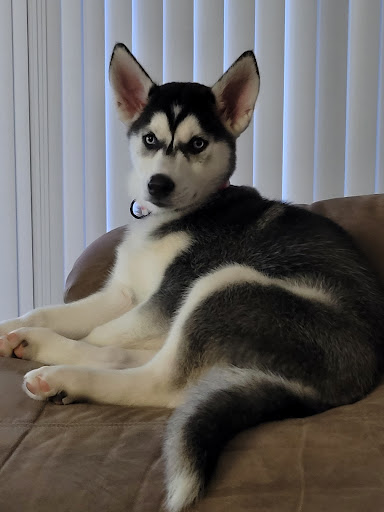 Pet Supply Store «PetSmart», reviews and photos, 7663 Arundel Mills Blvd, Hanover, MD 21076, USA