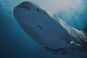 Mexico Whale Shark image