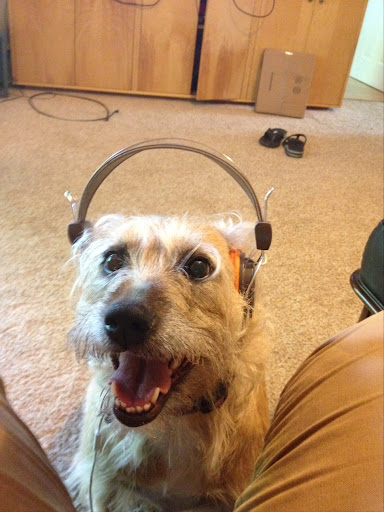 Pet Supply Store «Petco Animal Supplies», reviews and photos, 10383 Reisterstown Rd, Owings Mills, MD 21117, USA