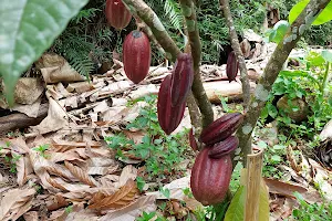 Bohol Chocolate Farm image
