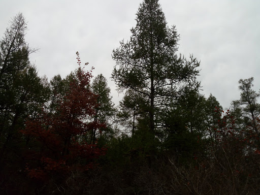 Nature Preserve «Tom S CooperriderKent Bog State Nature Preserve
