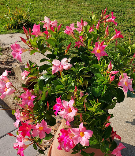 Hardware Store «Westlake Ace Hardware 100», reviews and photos, 2300 S Springfield Ave, Bolivar, MO 65613, USA