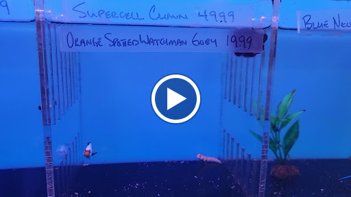 Pet Store «Pet Town», reviews and photos, 7804 Florence Ave, Downey, CA 90240, USA