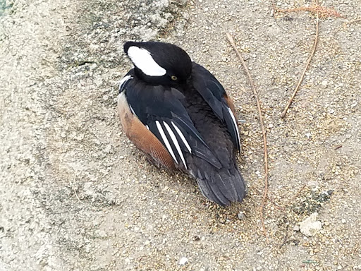 Zoo «Cosley Zoo», reviews and photos, 1356 N Gary Ave, Wheaton, IL 60187, USA