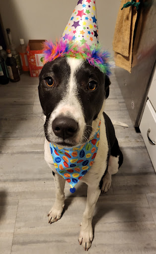 Pet Supply Store «Ma & Paws Bakery», reviews and photos, 1227 E 3300 S, Millcreek, UT 84106, USA