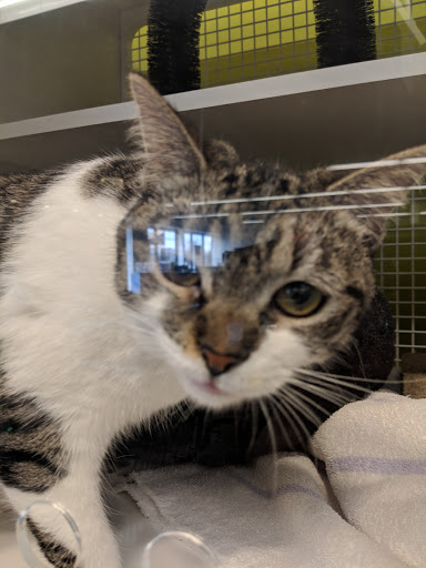 Pet Supply Store «Petco Animal Supplies», reviews and photos, 265 N Broadway f, Hicksville, NY 11801, USA