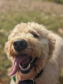 Jewel + Hart Pet Sitting - Photo 3 - Car repair in , Tyler