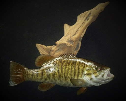 Taxidermist «HighPoint Taxidermy And Outfutters», reviews and photos, 14860 OH-13, Thornville, OH 43076, USA