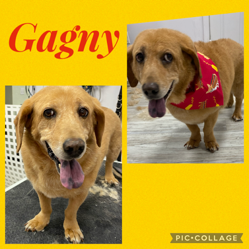 Pet Store «DipidyDawg Gourmet Dog Bakery & Boutique», reviews and photos, 21301 S Tamiami Trail Suite 430, Estero, FL 33928, USA