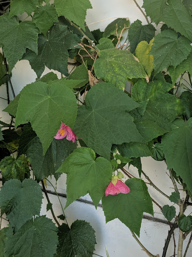 Shopping Mall «Westcliff Plaza», reviews and photos, 1000-1150 Irvine Ave, Newport Beach, CA 92660, USA