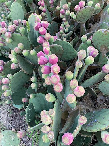 Grocery Store «Sandbridge Seaside Market», reviews and photos, 209 Sandbridge Rd, Virginia Beach, VA 23456, USA