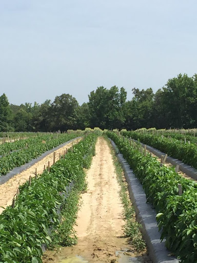 Produce Market «Mt Olympus Berry Farm», reviews and photos, 23298 Jefferson Davis Hwy, Ruther Glen, VA 22546, USA