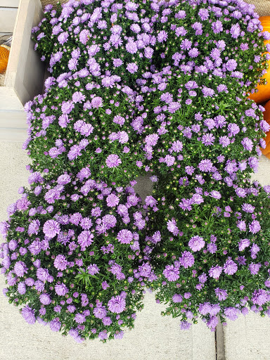 Supermarket «Stop & Shop», reviews and photos, 37 Enon St, Beverly, MA 01915, USA