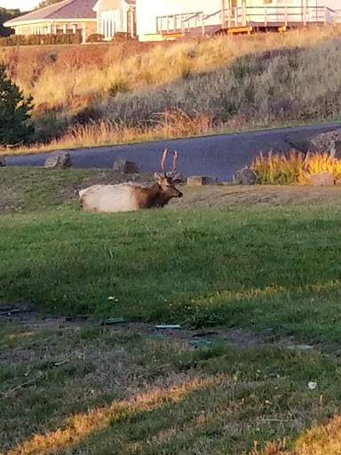 Golf Club «Gearhart Golf Links», reviews and photos, 1157 N Marion Ave, Gearhart, OR 97138, USA