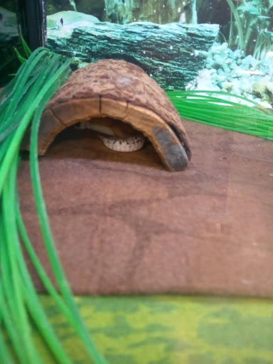 Pet Supply Store «PetSmart», reviews and photos, 3045 Festival Way, Waldorf, MD 20601, USA