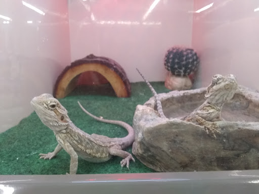 Pet Supply Store «Pet Supplies Plus», reviews and photos, 21703 Village Lakes Shopping Center Dr, Land O Lakes, FL 34639, USA