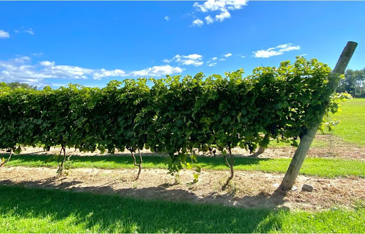 Vineyard «3 North Vines», reviews and photos, 5940 Peck Rd, Croswell, MI 48422, USA