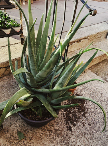 Florist «Bouquets and Baskets», reviews and photos, 548 Jersey Ave, Jersey City, NJ 07302, USA