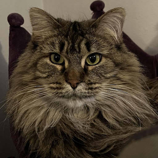 Angel Animal Hospital Of Southgate image