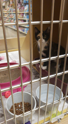 Pet Supply Store «PetSmart», reviews and photos, 5857 NJ-42, Turnersville, NJ 08012, USA