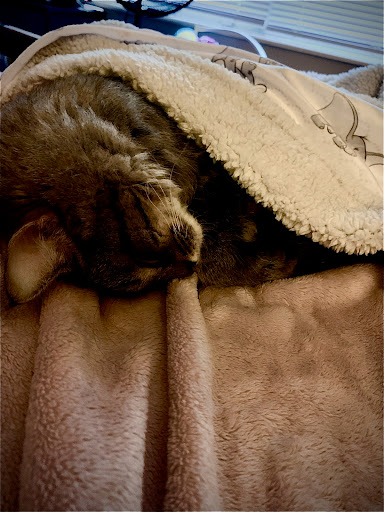 Pet Supply Store «Petco Animal Supplies», reviews and photos, 2140 E Blvd St, Kokomo, IN 46902, USA