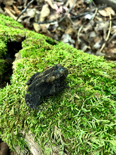 Park «Hocker Park», reviews and photos, Blue Mountain Pkwy, Harrisburg, PA 17112, USA