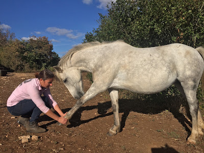 Les Crins d'Harmonie - Virginie Varagne - Shiatsu Equin, Humain et Canin à Saint-André-de-Bâgé