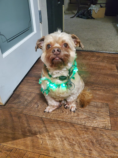 Pet Supply Store «PetSmart», reviews and photos, 10830 Olson Dr, Rancho Cordova, CA 95670, USA