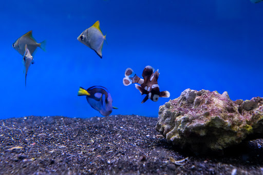 Aquarium «Aquatic Design & Development Group, LLC», reviews and photos, 1725 SW 17th St, Ocala, FL 34471, USA