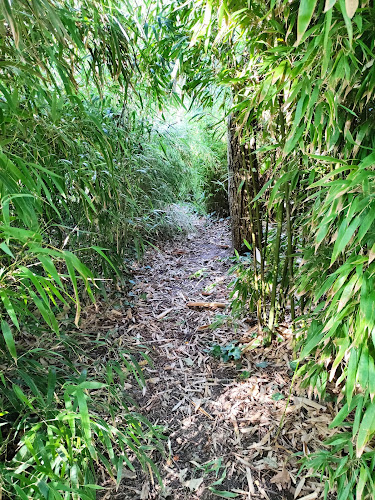 Nagy Bambuszkert - Egyetem