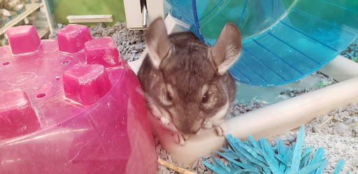 Pet Supply Store «PetSmart», reviews and photos, 291 Skokie Blvd, Northbrook, IL 60062, USA