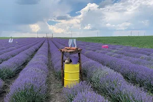 Lavender World (Лавандулов Свят) - Ароматна Био Ферма за Туризъм image