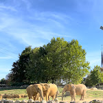 Photo n° 6 de l'avis de Anaëlle.e fait le 08/10/2023 à 19:33 pour ZooParc de Beauval à Saint-Aignan