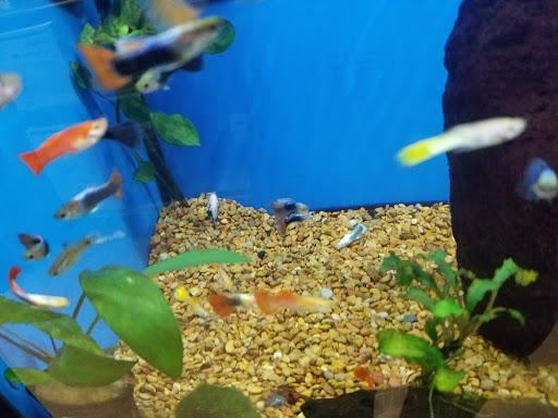 Pet Supply Store «Petco Animal Supplies», reviews and photos, 189 Old Country Rd, Carle Place, NY 11514, USA