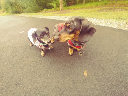 Park «Pioneer Park», reviews and photos, 14545 NW Pioneer Rd, Beaverton, OR 97006, USA