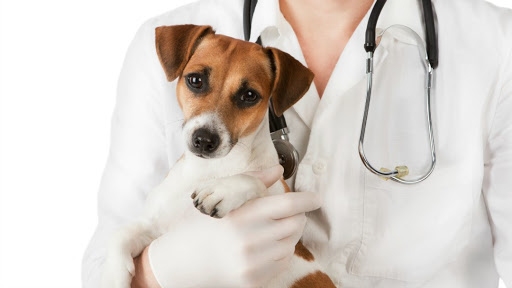 Points East Veterinary Specialty Hospital image