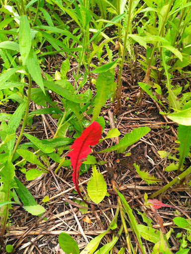 Nature Preserve «Rolling Knolls Forest Preserve», reviews and photos, 11N260 Rohrssen Rd, Elgin, IL 60120, USA