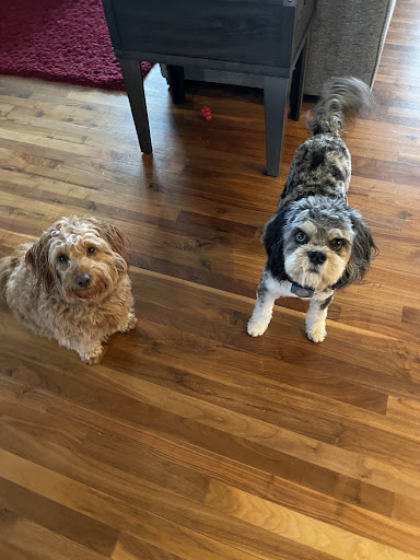 Pet Supply Store «Chuck & Don’s Pet Food & Supplies», reviews and photos, 8115 Wedgewood Ln N #1, Maple Grove, MN 55369, USA